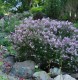 2947?width=100&height=80&name=syringa-me