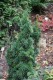 2953?width=100&height=80&name=taxus-bacc