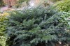 2954?width=100&height=80&name=taxus-bacc