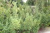 2956?width=100&height=80&name=taxus-bacc