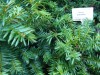 2957?width=100&height=80&name=taxus-bacc