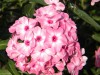 295?width=100&height=80&name=phlox-panic