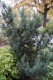 2961?width=100&height=80&name=taxus-x-me