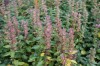 2963?width=100&height=80&name=teucrium-c