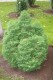 2965?width=100&height=80&name=thuja-occi