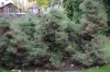 2966?width=100&height=80&name=thuja-occi