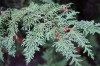 2968?width=100&height=80&name=thuja-occi