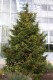 2970?width=100&height=80&name=thuja-occi