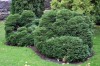 2971?width=100&height=80&name=thuja-occi