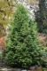 2972?width=100&height=80&name=thuja-occi