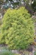 2975?width=100&height=80&name=thuja-occi