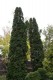 2976?width=100&height=80&name=thuja-occi