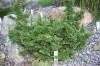 2979?width=100&height=80&name=thuja-occi