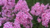 297?width=100&height=80&name=phlox-panic