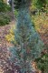 2981?width=100&height=80&name=thuja-occi