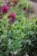 2985?width=100&height=80&name=trifolium-