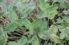 2986?width=100&height=80&name=trifolium-