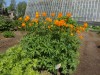 2988?width=100&height=80&name=trollius-a