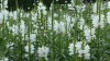 298?width=100&height=80&name=physostegia