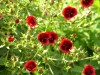 299?width=100&height=80&name=potentilla-