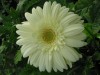 29?width=100&height=80&name=gerbera-jame