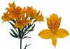 2?width=100&height=80&name=alstroemeria-