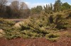 3029?width=100&height=80&name=juniperus-