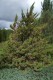 3030?width=100&height=80&name=juniperus-