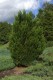 3031?width=100&height=80&name=juniperus-