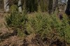 3033?width=100&height=80&name=juniperus-