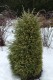 3034?width=100&height=80&name=juniperus-