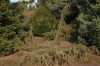 3035?width=100&height=80&name=juniperus-