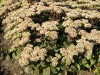 303?width=100&height=80&name=sedum-x-mat