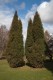 3042?width=100&height=80&name=juniperus-