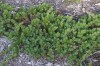 3043?width=100&height=80&name=juniperus-