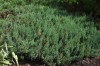 3048?width=100&height=80&name=juniperus-