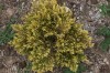 3049?width=100&height=80&name=juniperus-