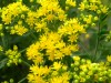 304?width=100&height=80&name=solidago-ri