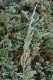 3051?width=100&height=80&name=juniperus-