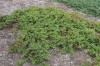 3052?width=100&height=80&name=juniperus-