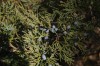 3054?width=100&height=80&name=juniperus-