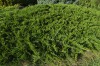 3056?width=100&height=80&name=juniperus-