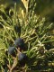 3057?width=100&height=80&name=juniperus-