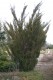 3058?width=100&height=80&name=juniperus-