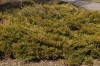 3059?width=100&height=80&name=juniperus-