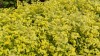 305?width=100&height=80&name=solidago-x-