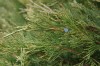 3060?width=100&height=80&name=juniperus-