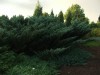 3061?width=100&height=80&name=juniperus-