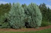 3062?width=100&height=80&name=juniperus-