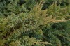 3064?width=100&height=80&name=juniperus-